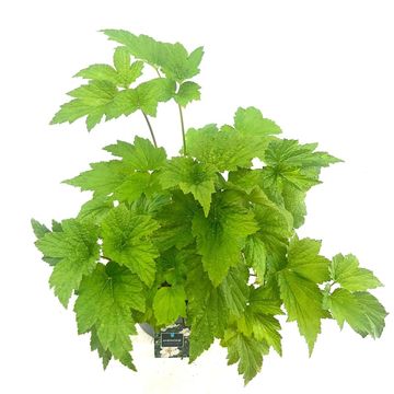 Anemone x hybrida 'Honorine Jobert'