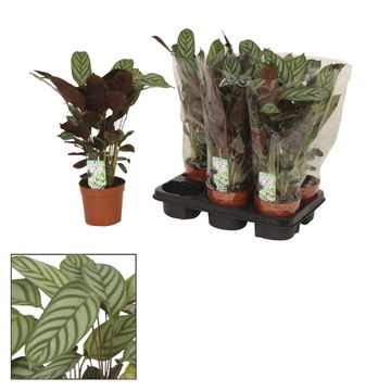 Ctenanthe setosa 'Compactstar'