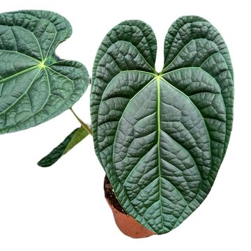 Anthurium magnificum x luxurians — Plant Wholesale FlorAccess