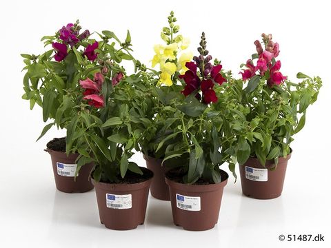 Antirrhinum majus MIX