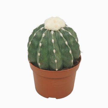 Melocactus maxonii inermis