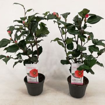 Camellia japonica 'Dr King'