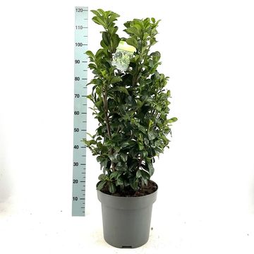 Prunus laurocerasus 'Ani'