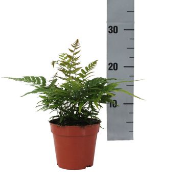 Dryopteris lepidopoda