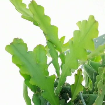 Epiphyllum anguliger