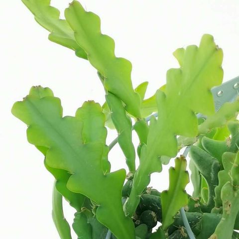 Epiphyllum anguliger