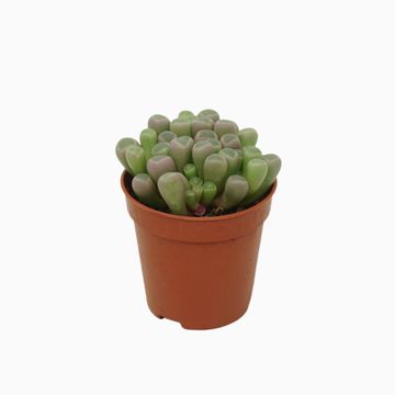 Frithia pulchra