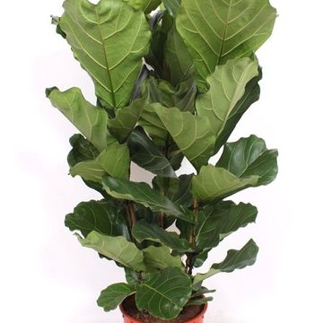 Ficus lyrata