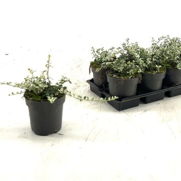 Euonymus fortunei SILVER CARPET