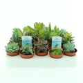 Succulents MIX