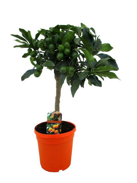 Citrus japonica