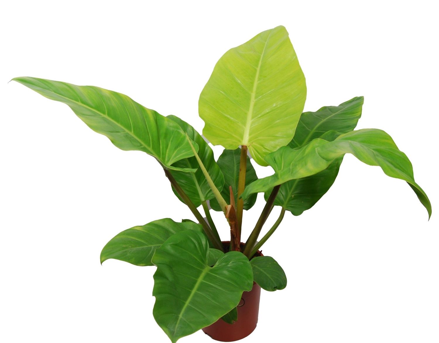 Philodendron Melinonii Ghost P24 Cm H100 Cm Plant Wholesale Floraccess