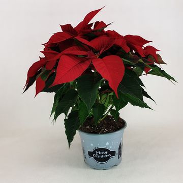 Euphorbia pulcherrima CHRISTMAS FEELINGS