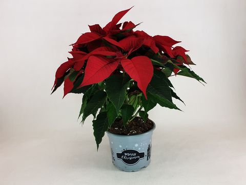 Euphorbia pulcherrima CHRISTMAS FEELINGS