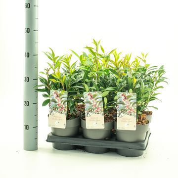 Sarcococca hookeriana WINTER GEM