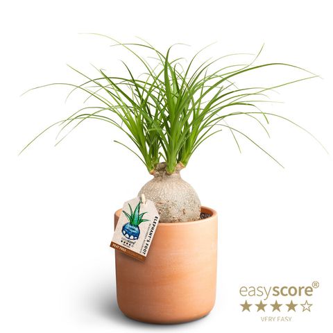 Beaucarnea recurvata