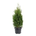 Thuja occidentalis 'Holmstrup'