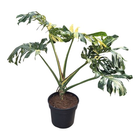 Monstera 'Thai Constellation'
