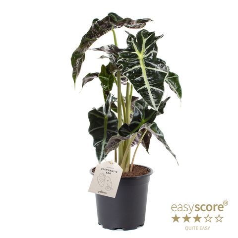 Alocasia x amazonica