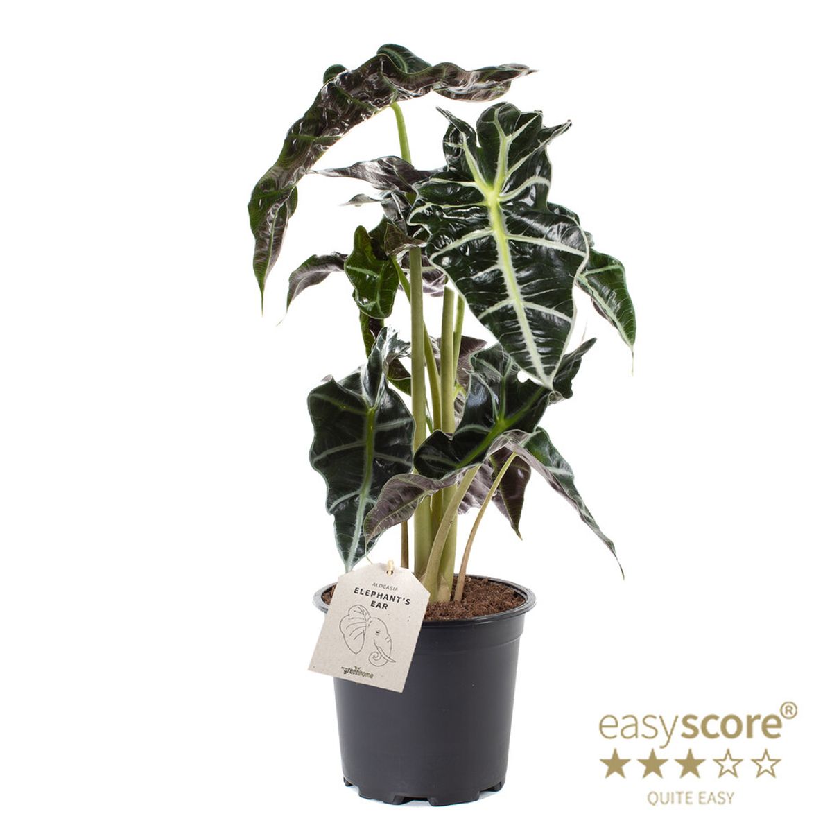 Alocasia x amazonica  Pflanzengrohandel FlorAccess