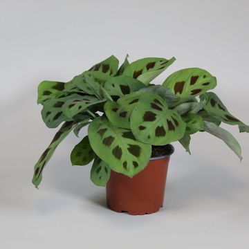 Maranta leuconeura MIX