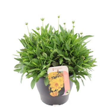 Coreopsis grandiflora 'Illico'