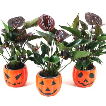 Anthurium CHELSEY CHOCOLATE