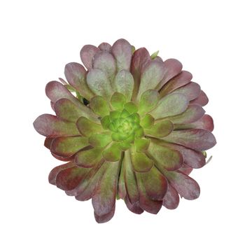 x Semponium 'Sienna'