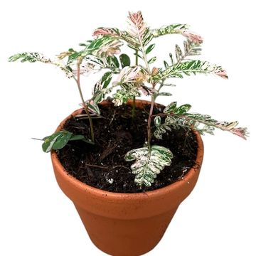 Phyllanthus urinaria 'Variegata'