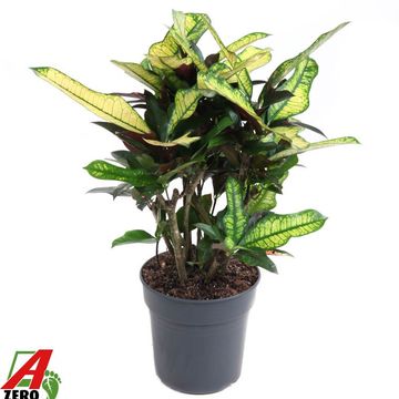 Codiaeum variegatum 'Wilma'