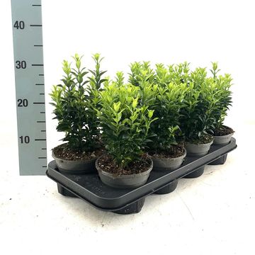 Euonymus japonicus 'Green Spire'