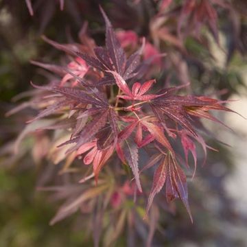 Acer palmatum 'Skeeter's Broom'