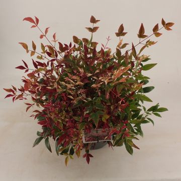 Nandina domestica 'Red Light'