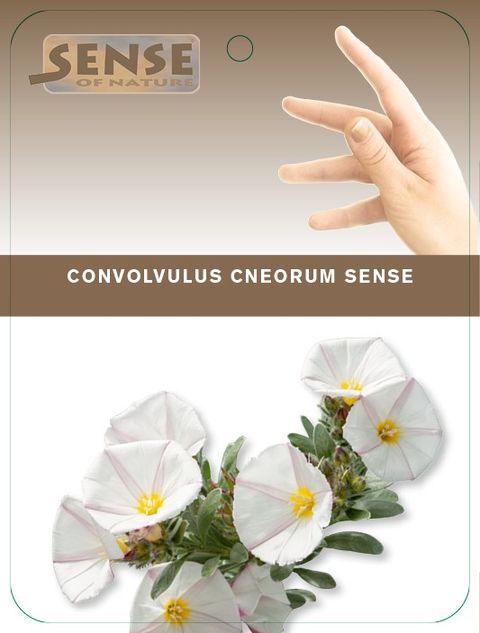 Convolvulus cneorum