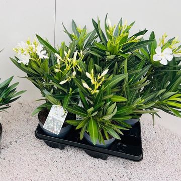 Nerium oleander