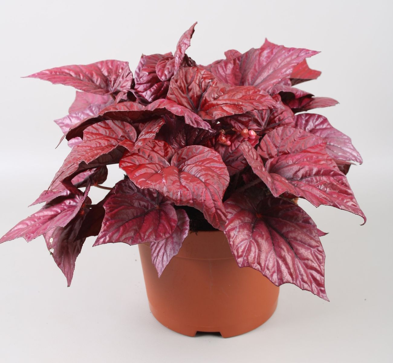 Begonia BELEAF INCA FLAME — Рослини оптом FlorAccess