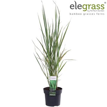 Panicum virgatum 'Northwind'