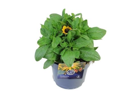 Rudbeckia hirta RUDY MINI YELLOW