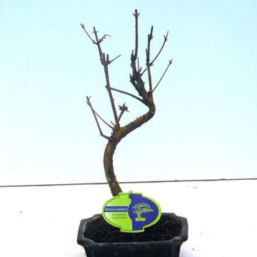 Metasequoia glyptostroboides