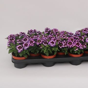 Verbena LANAI TWISTER BLUE