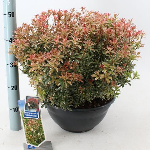 Pieris japonica 'Литл Хит'