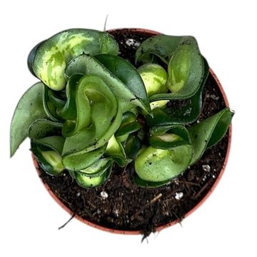 Hoya carnosa 'Compacta Mauna Loa'