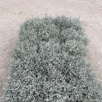 Leucophyta brownii
