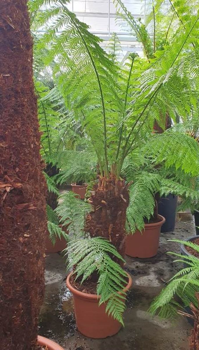 Dicksonia antarctica — Plant Wholesale FlorAccess