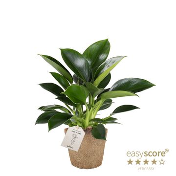 Philodendron 'Green Princess'