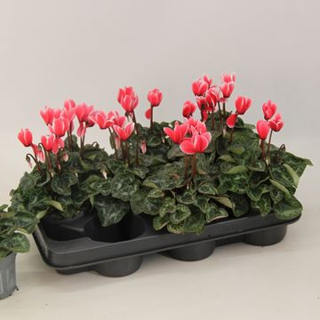 Cyclamen persicum 'Metis Fantasia Scarlet Salmon'