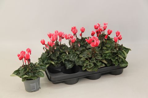 Cyclamen persicum 'Metis Fantasia Scarlet Salmon'