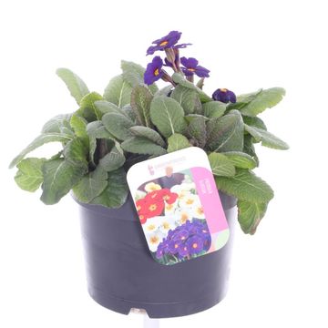 Primula 'Veristar Late Blue'