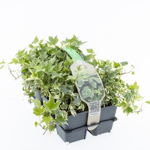 Hedera helix 'White Ripple'