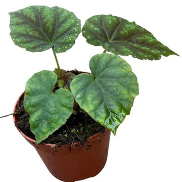 Begonia pseudoedulis 'Shiwanshan'